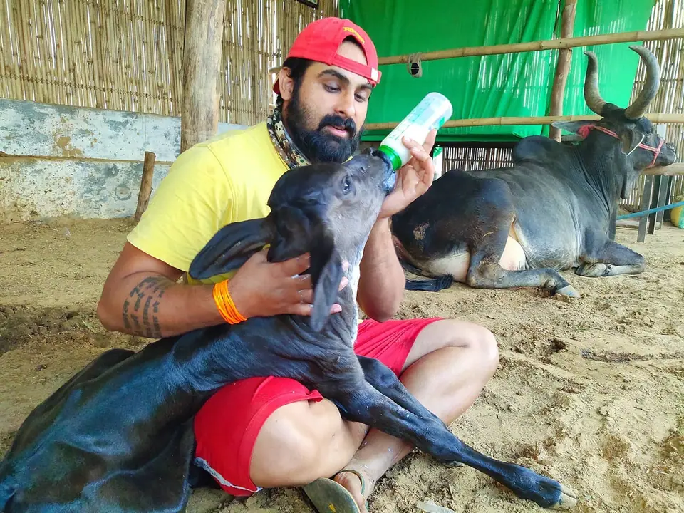 हादसे में घायल आवारा गौमाता की सेवा, जो फिर ब्याई, मई 2020
