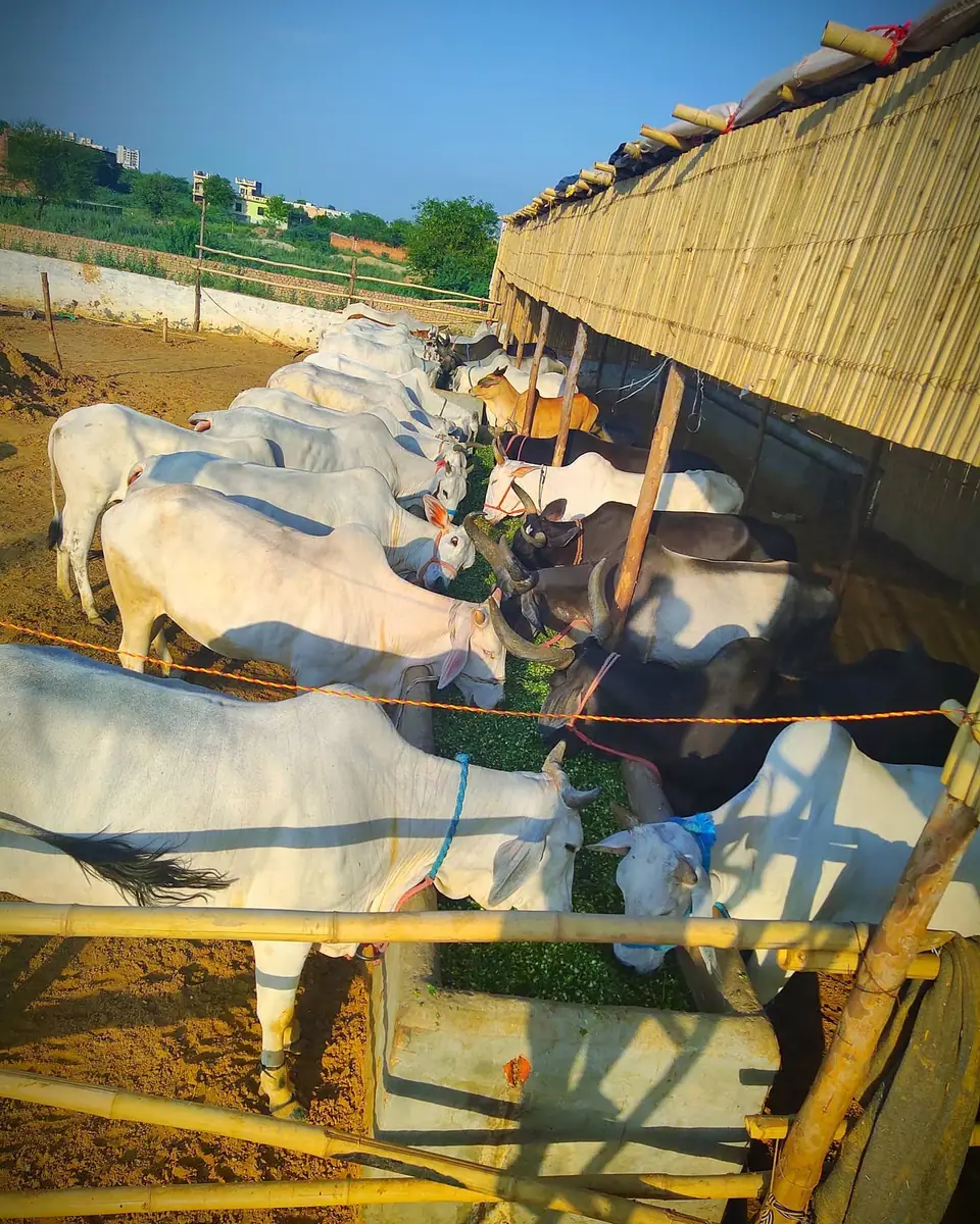 Nature and cow care