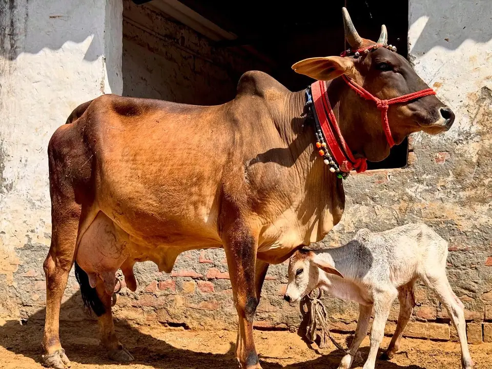 Nature and cow care